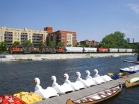 On a scorcher of a morning, the Pointe St-Charles switcher is heading to Ardent Mills with six grain loads (and a single car for O-I Canada) and CN 4706 & CN 4707 for power. On the other side of the Lachine Canal are a number of pleasure crafts available for rental.