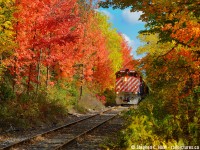 Class lights lit up, OSR's Job 1 heads through a tree tunnel in Guelph with fall in full effect back in October 2019.