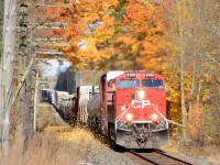 CPKC 231 kicking up the fall colours with 126 cars on the drawbar. CP 8169 is up front, with CP 9802 84 cars back from the head end