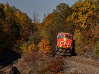 Fall colours are at their peak as 134 rumbles south through Muskoka's brilliance.